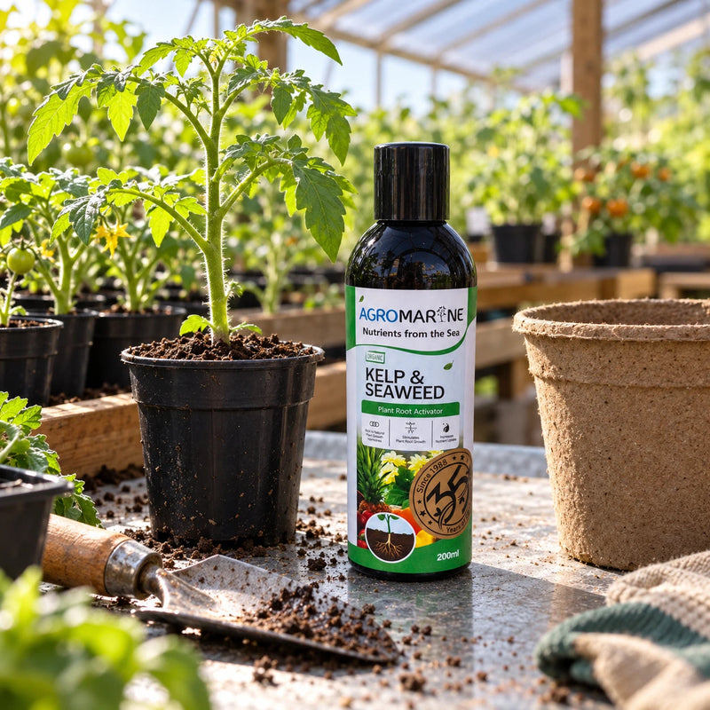 Serbajadi Agromarine Organic Kelp & Seaweed beside a potted tree and pots.