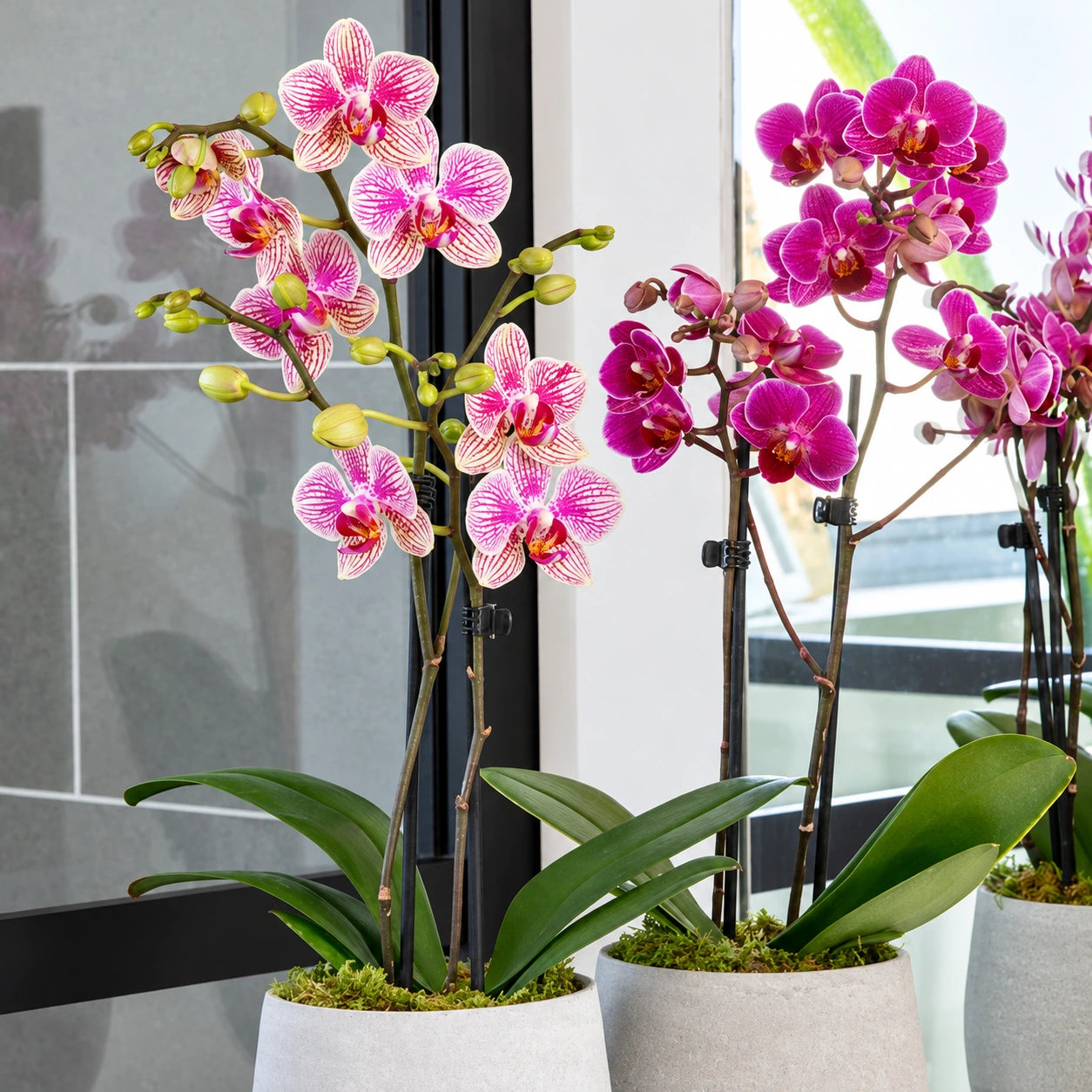 Orchid potting media for tropical climate Healthy orchid roots in proper potting mix with good drainage