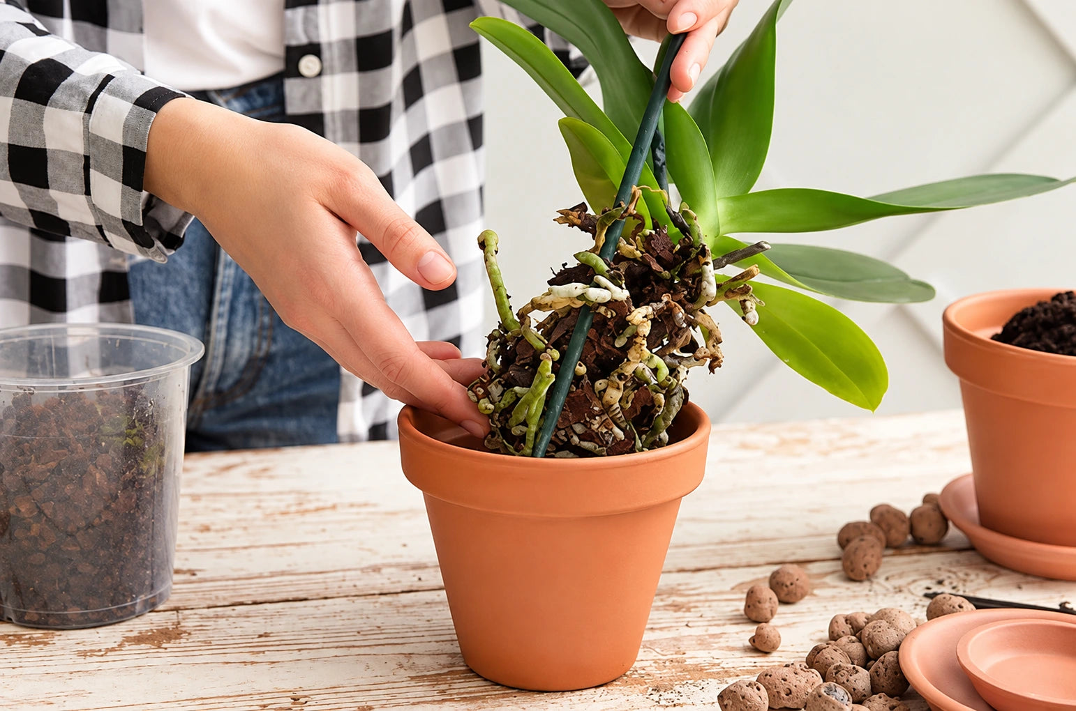 Repotting orchid after flowering Orchid being repotted in fresh potting media for continued healthy growth