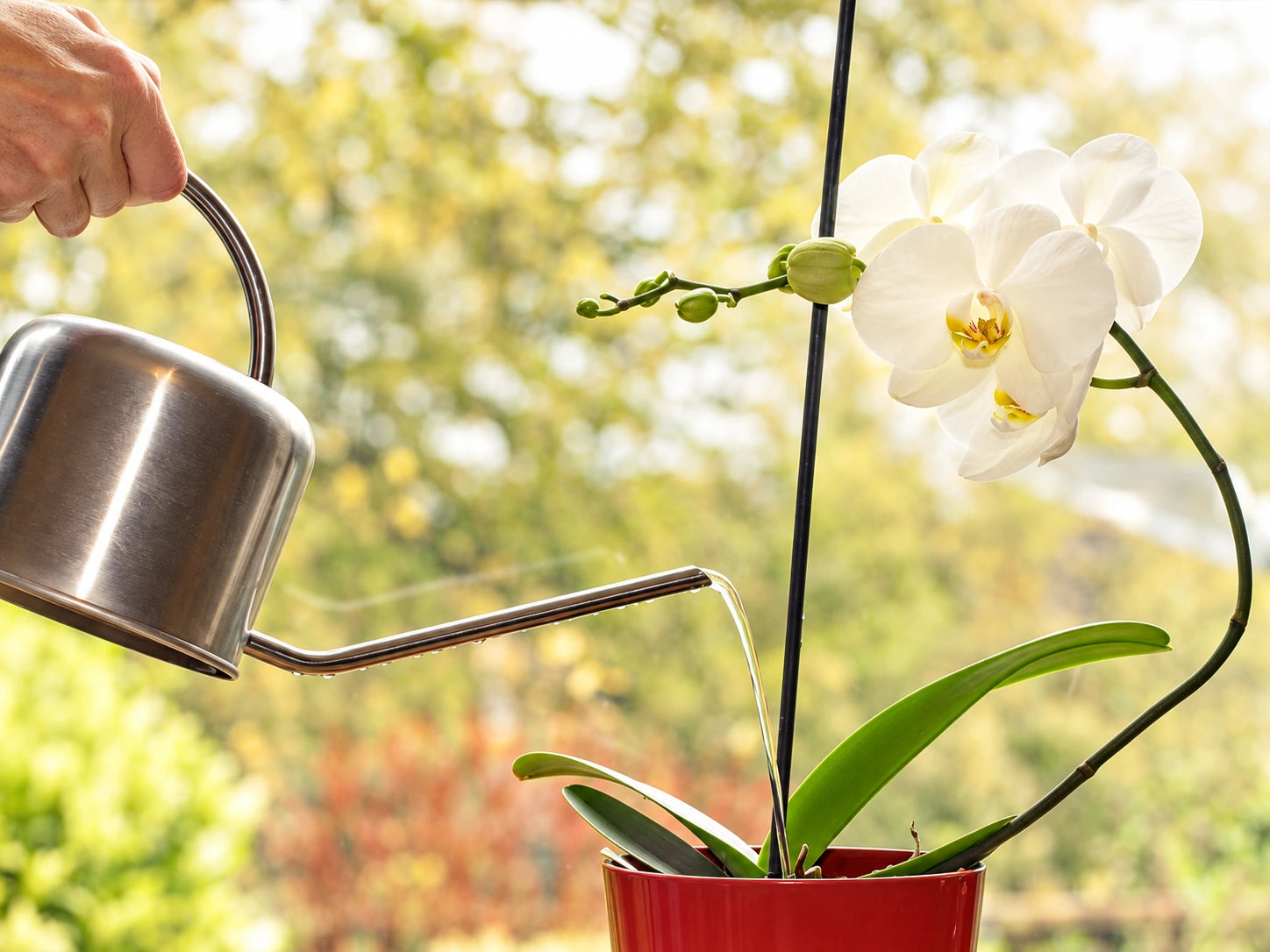 Proper orchid watering technique Watering orchid correctly to prevent root rot in tropical climate