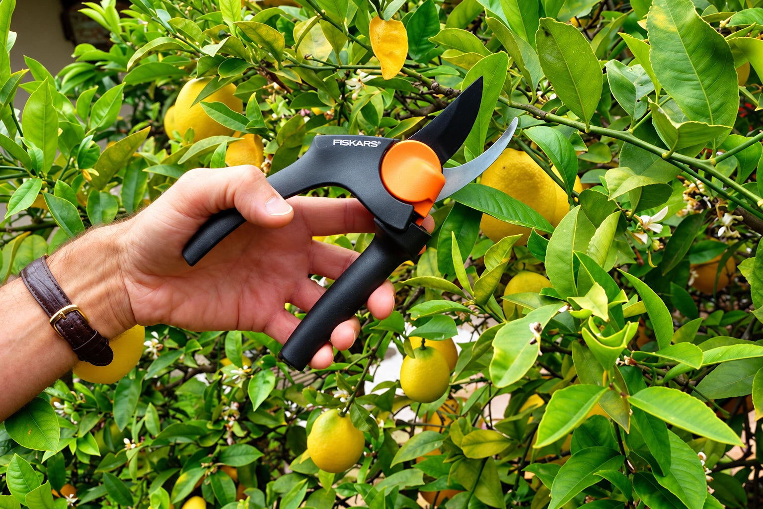 Pruning citrus plants