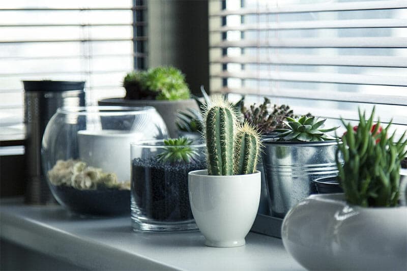 Top 5 Caring Tips For Cacti & Succulents