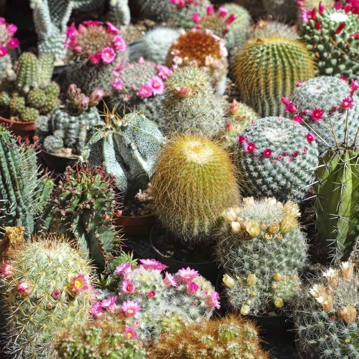 Cactus