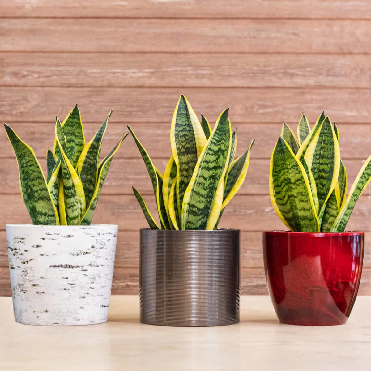 Snake Plant (Sansevieria)