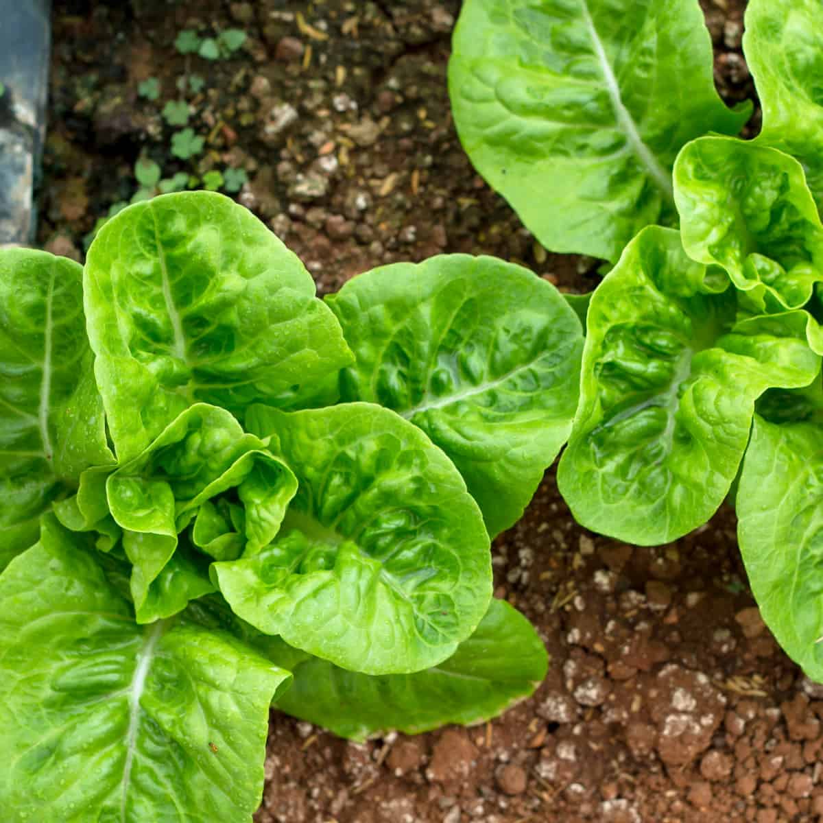 Vegetables