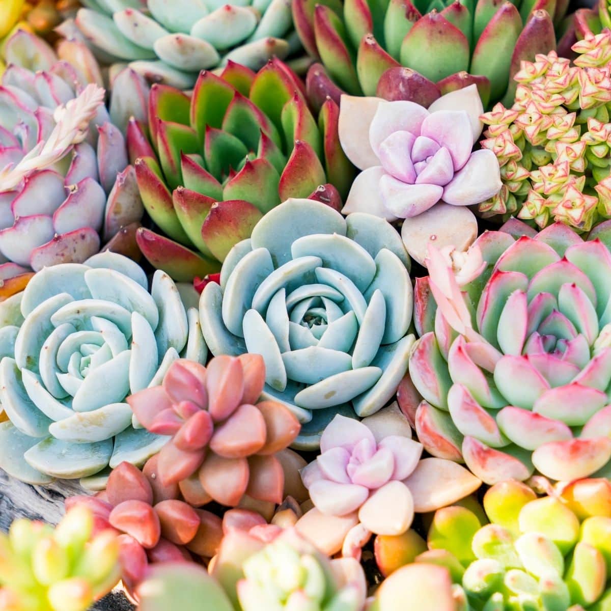 Succulent