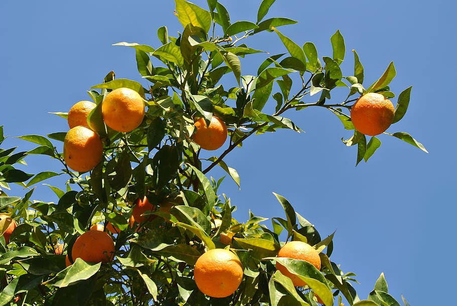 Citrus plant receiving direct sunlight