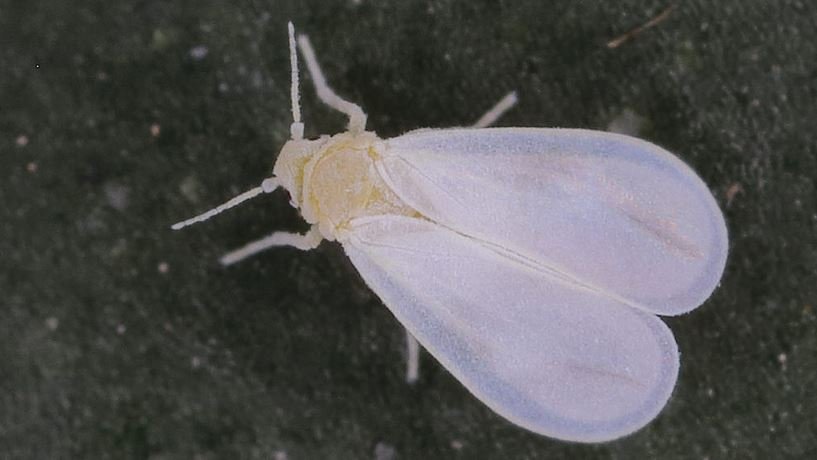 Whiteflies on plant leaf undersides