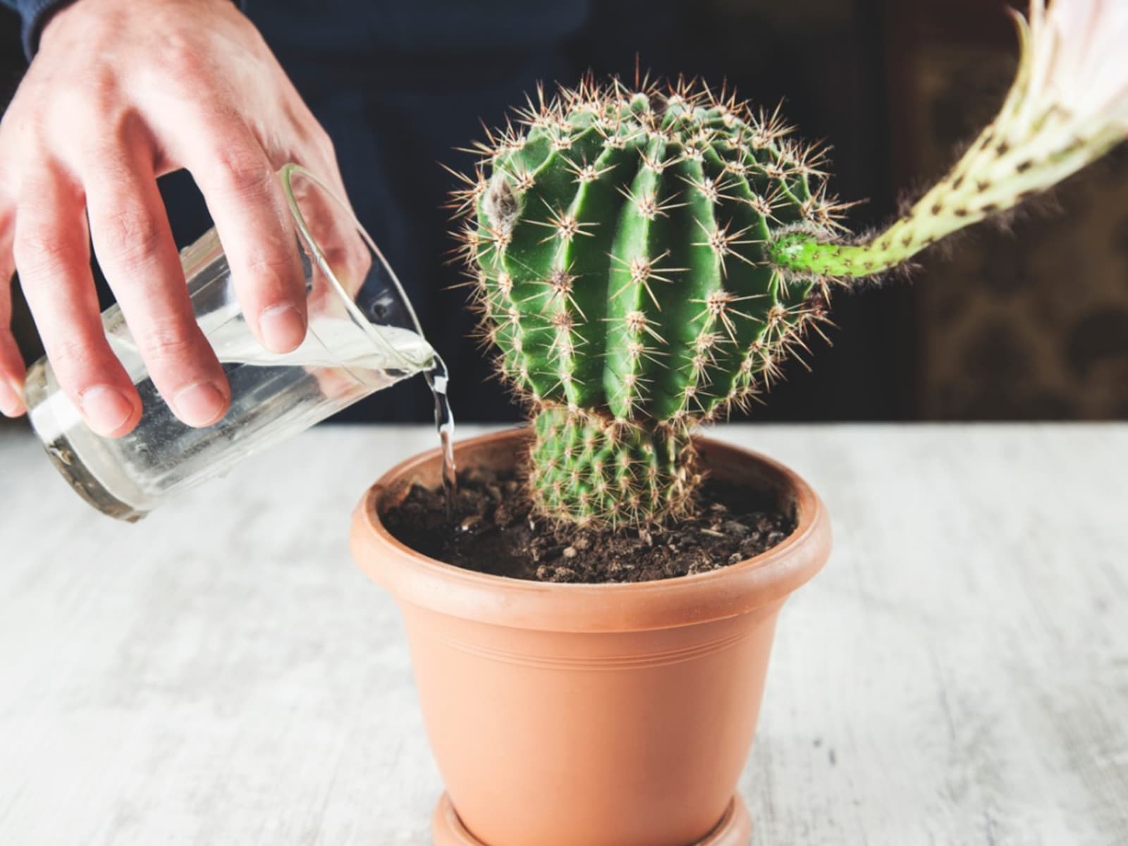 Top 5 Caring Tips For Cacti & Succulents
