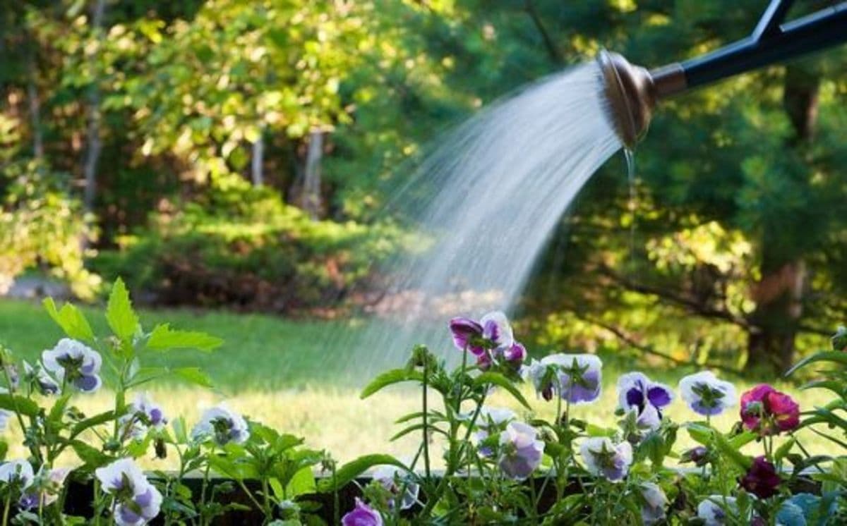 Keep Your Plants Hydrated