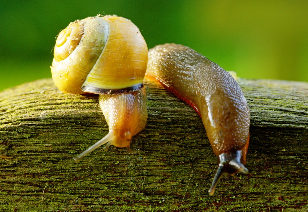 Garden snail on plant leaf