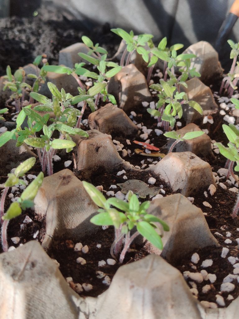 Child helping with tomato seedling transplanting