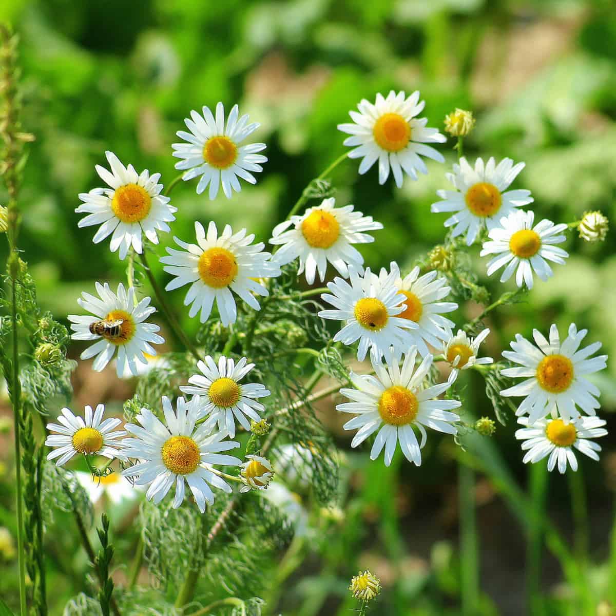 Flowers