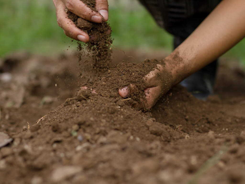 Healthy soil ecosystem