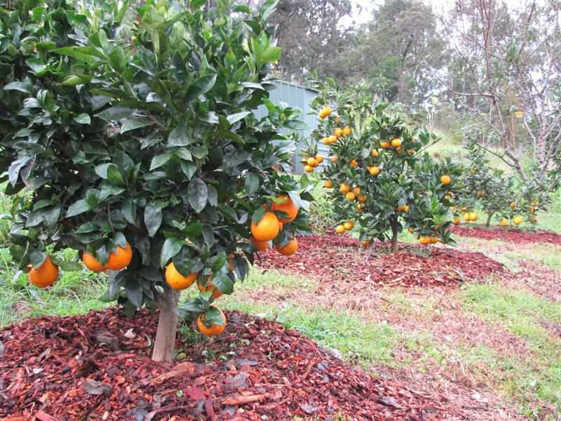 Mulching citrus plants