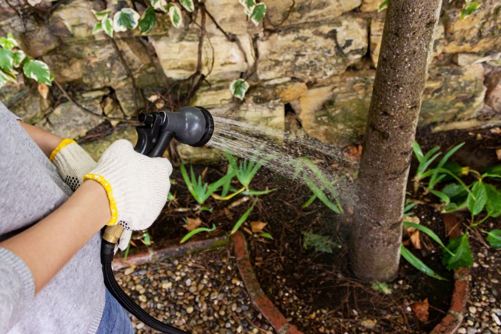 Watering citrus plant properly