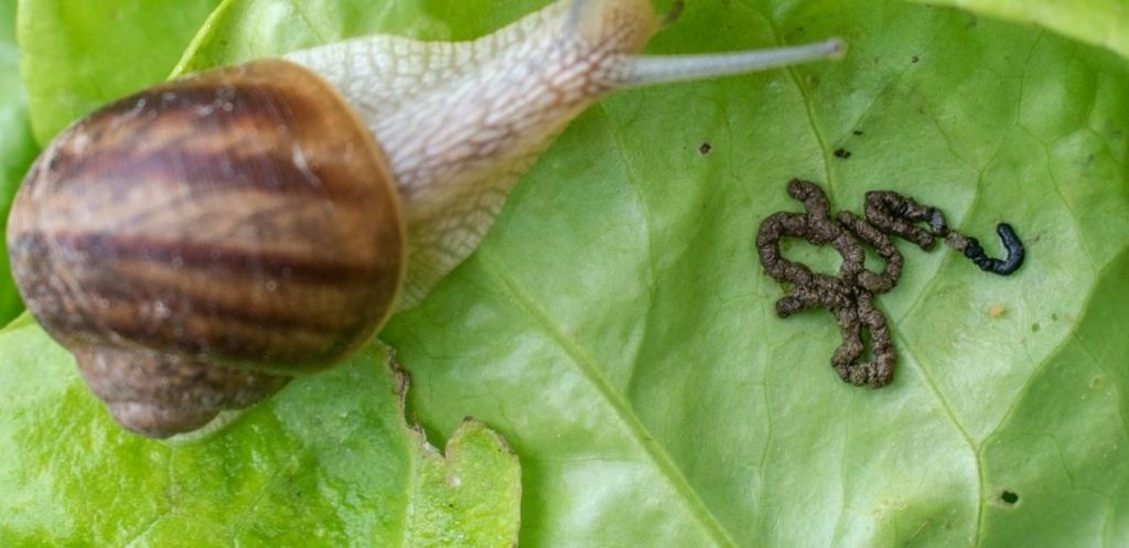 5 Tips To Take Care Of Your Plants During Raining Season