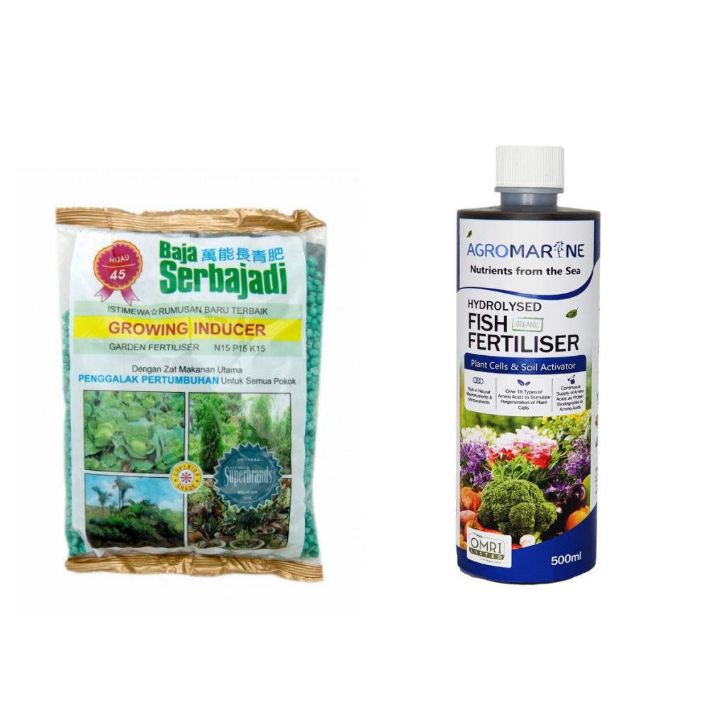 5 Tips To Take Care Of Your Plants During Raining Season