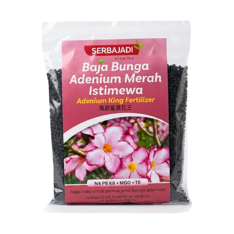 Serbajadi Adenium King 19 on a white background.