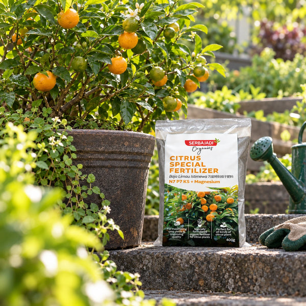 Serbajadi Citrus Fertiliser Special beside a potted citrus tree.
