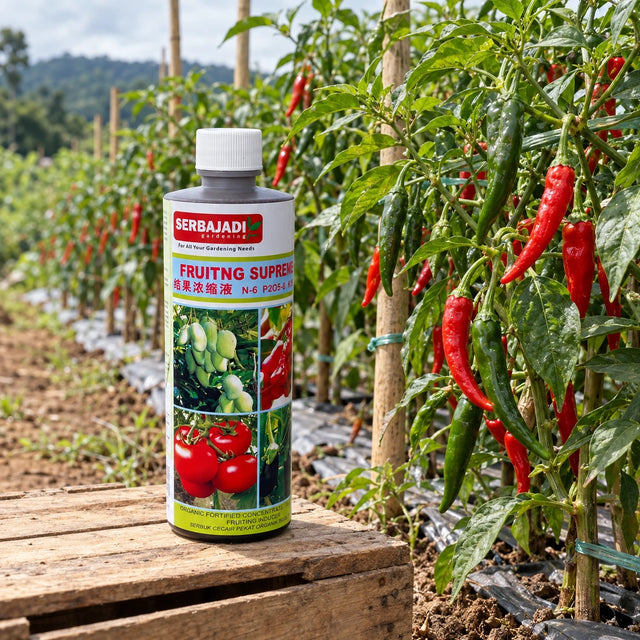 Serbajadi Concentrated Foliar Fruiting Supreme 34 beside chilli plants.