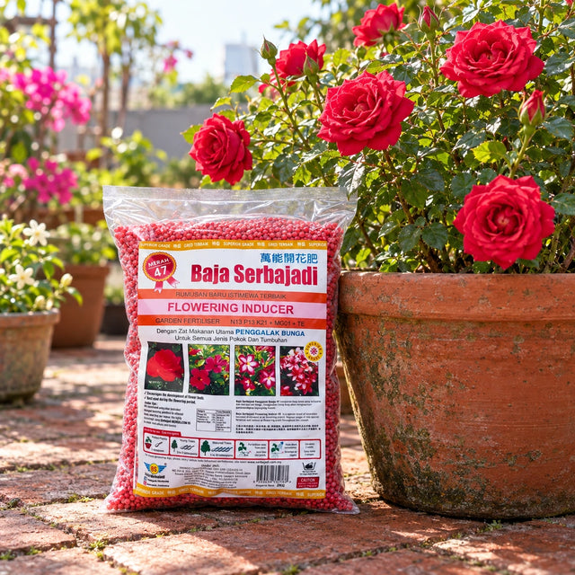 Serbajadi Flowering Inducer 47 beside flowering roses in terracotta pots.