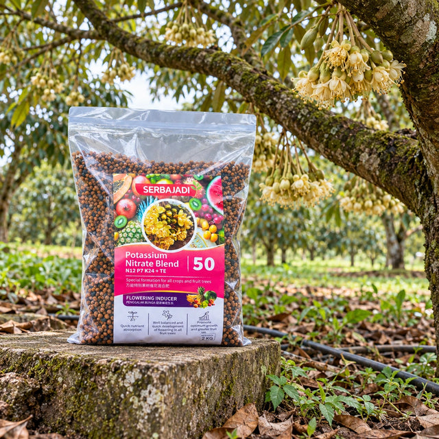Serbajadi Fruit Tree Flowering Inducer 50 beneath a durian tree in an orchard.