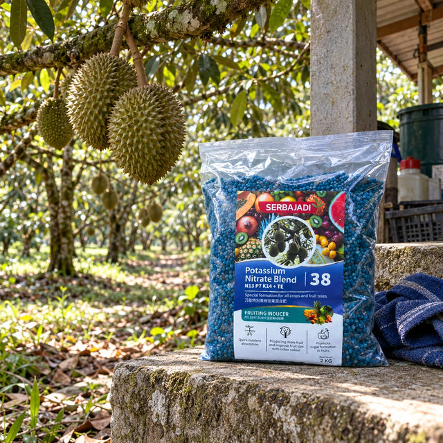 Serbajadi Fruit Tree Fruiting Inducer 38 beneath a fruiting durian tree.