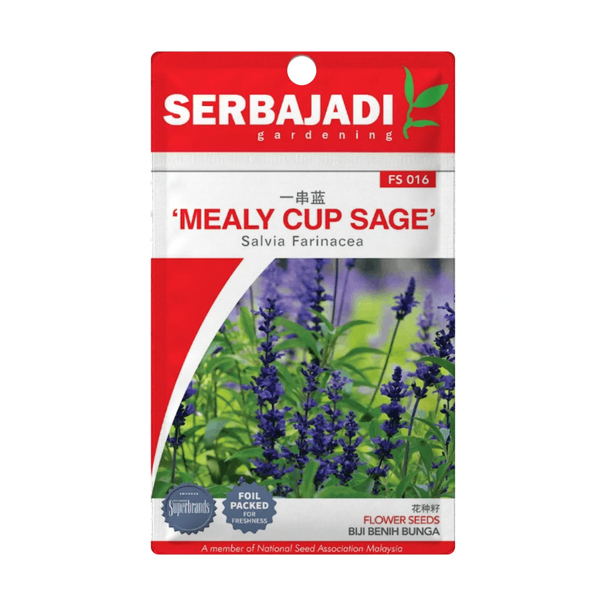 Serbajadi Mealy Cup Sage FS016 - Vibrant Flowering & Easy Indoor Growth