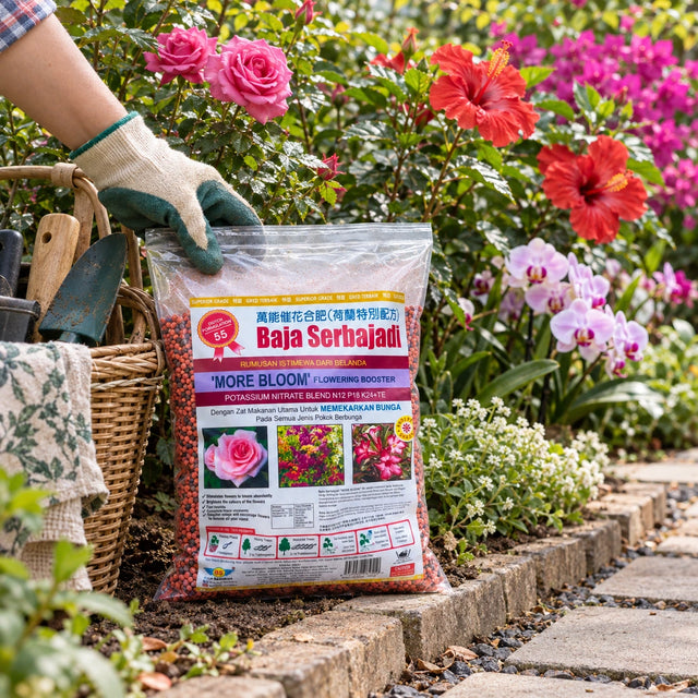Serbajadi Morebloom 55 Flowering Booster held beside flowering roses.