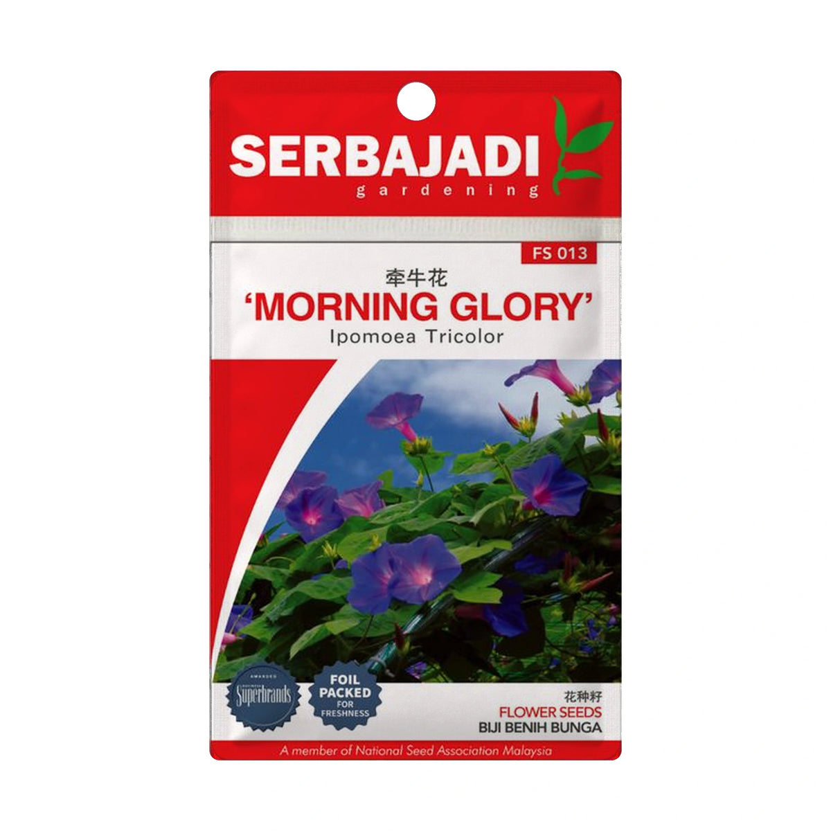 Serbajadi Morning Glory FS013 - Vibrant Flowering & Stunning Garden Displays