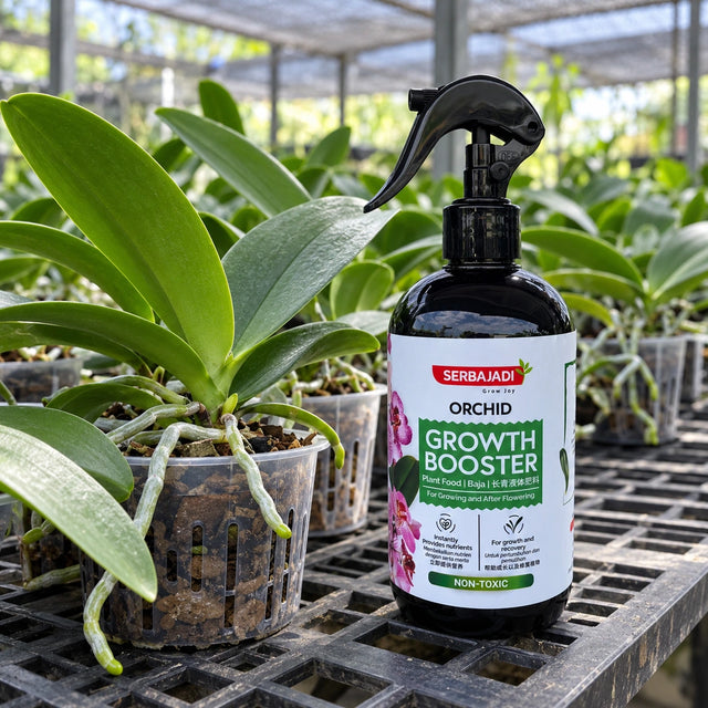 Serbajadi Orchid Growth Booster beside orchids in a nursery.