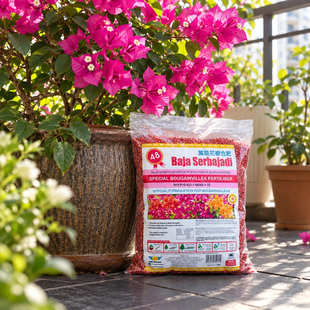 Serbajadi Special Bougainvillea Fertiliser 48 beside flowering bougainvillea.