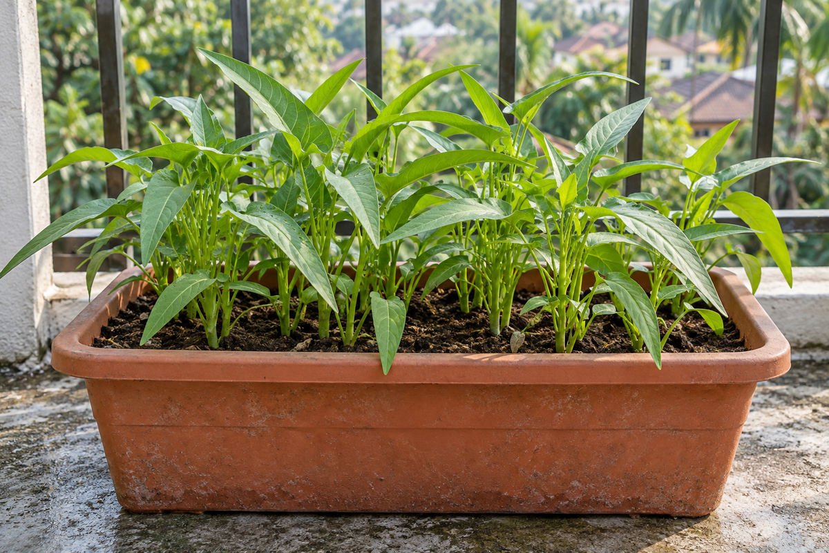 Growing Kangkung in Containers: A Practical Home Guide