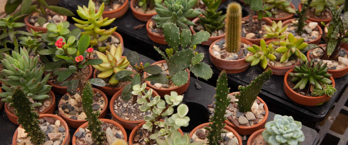 Echeveria Care