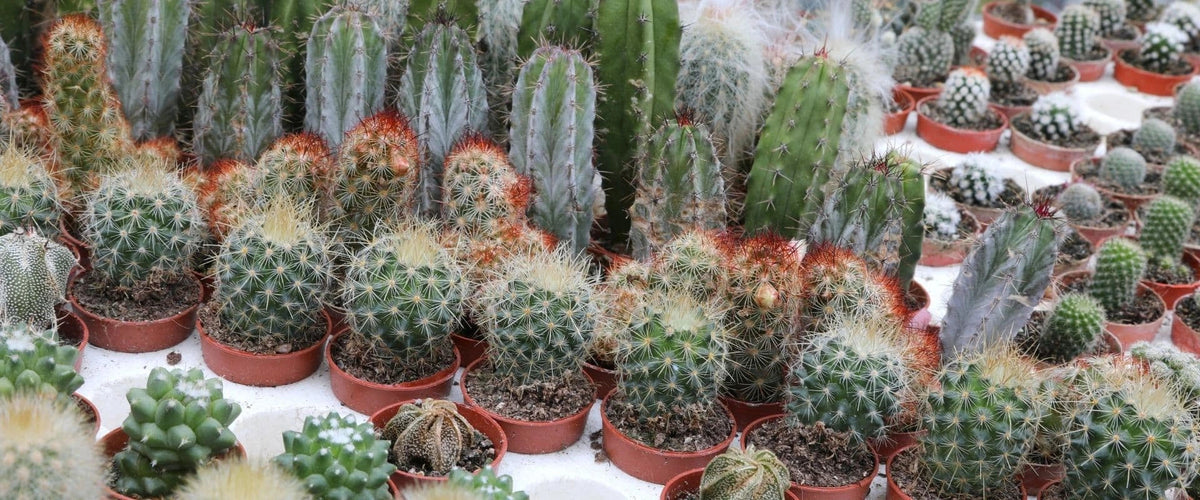 Cactus and Succulent Care
