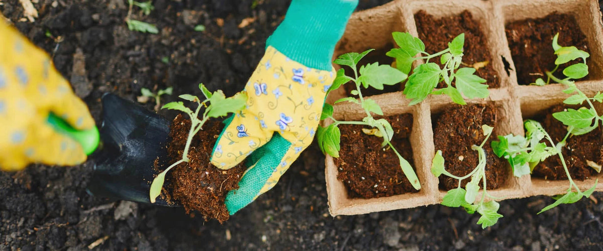 Gardening with Kids: Transplanting Tomatoes
