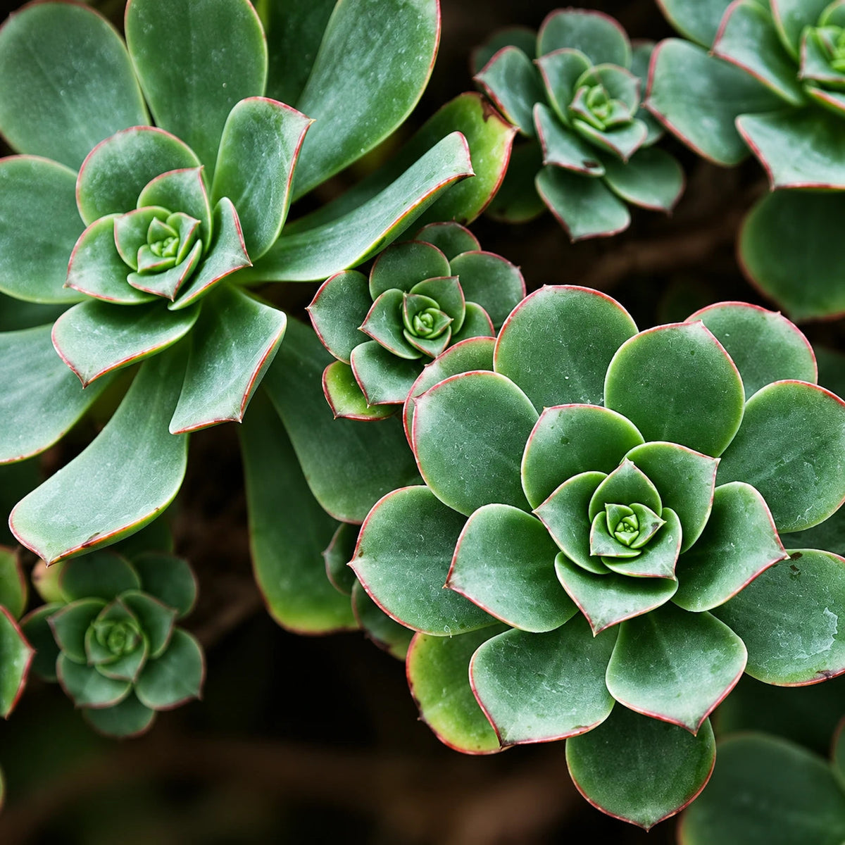 Aeonium Care