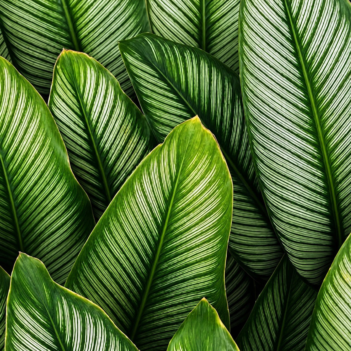 Calathea Care