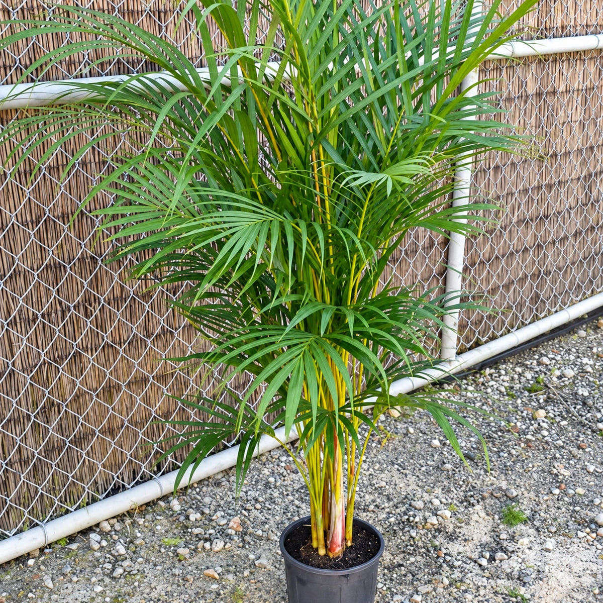 Cane Palm Care