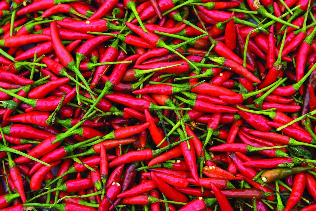 How to Grow Chilli Padi
