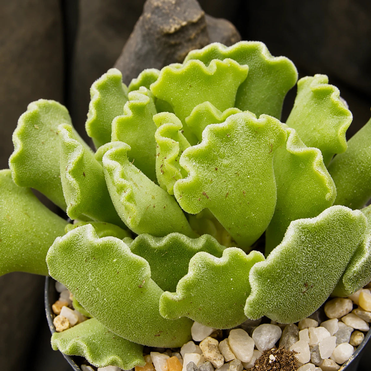 Cotyledon Succulent Care