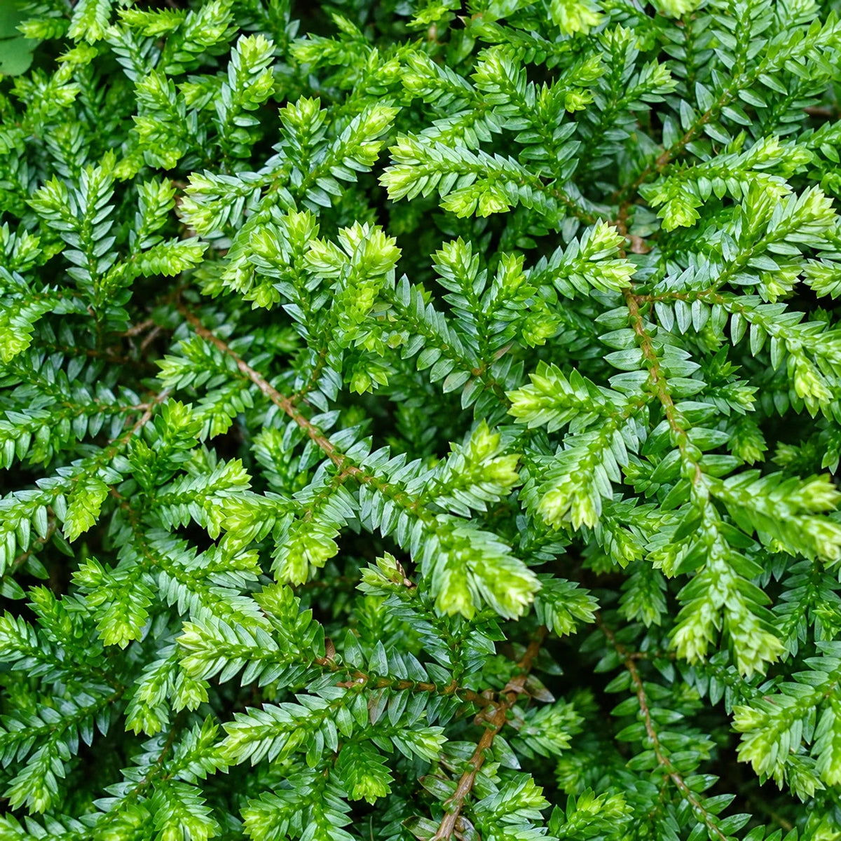 Selaginella Care: Growing Spikemoss