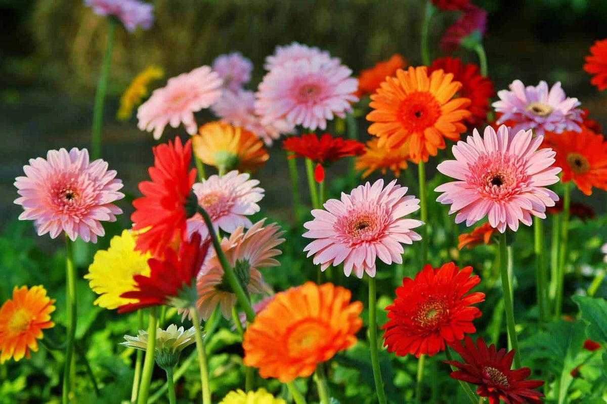 Gerbera Daisy Care
