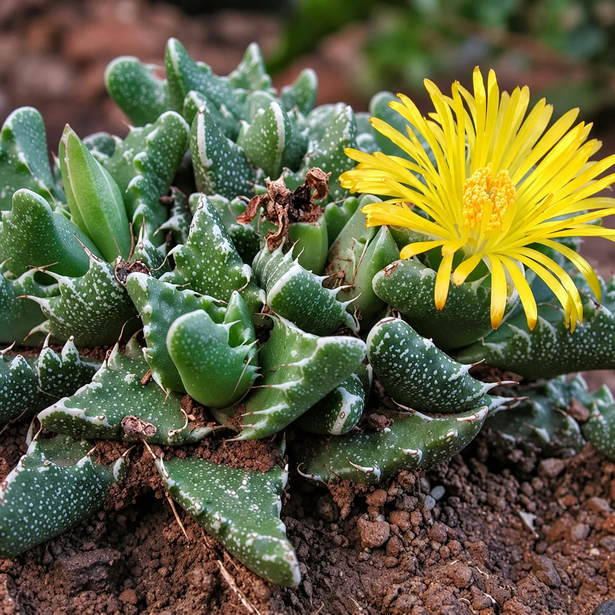 Faucaria Care: Growing Tiger Jaws