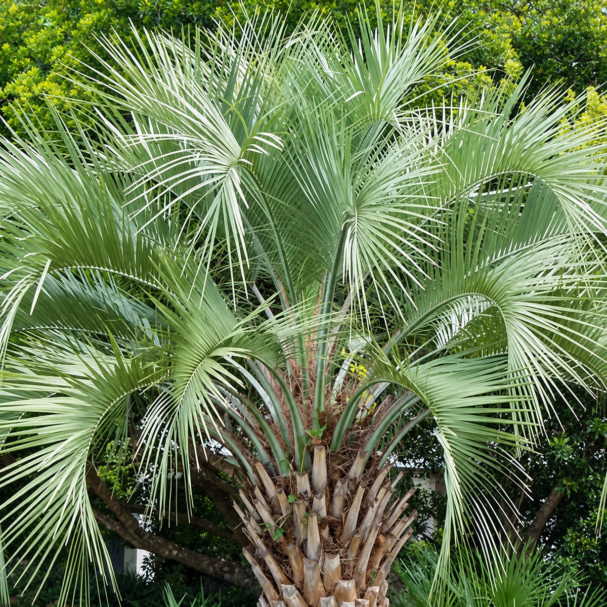 Feather Palm Care
