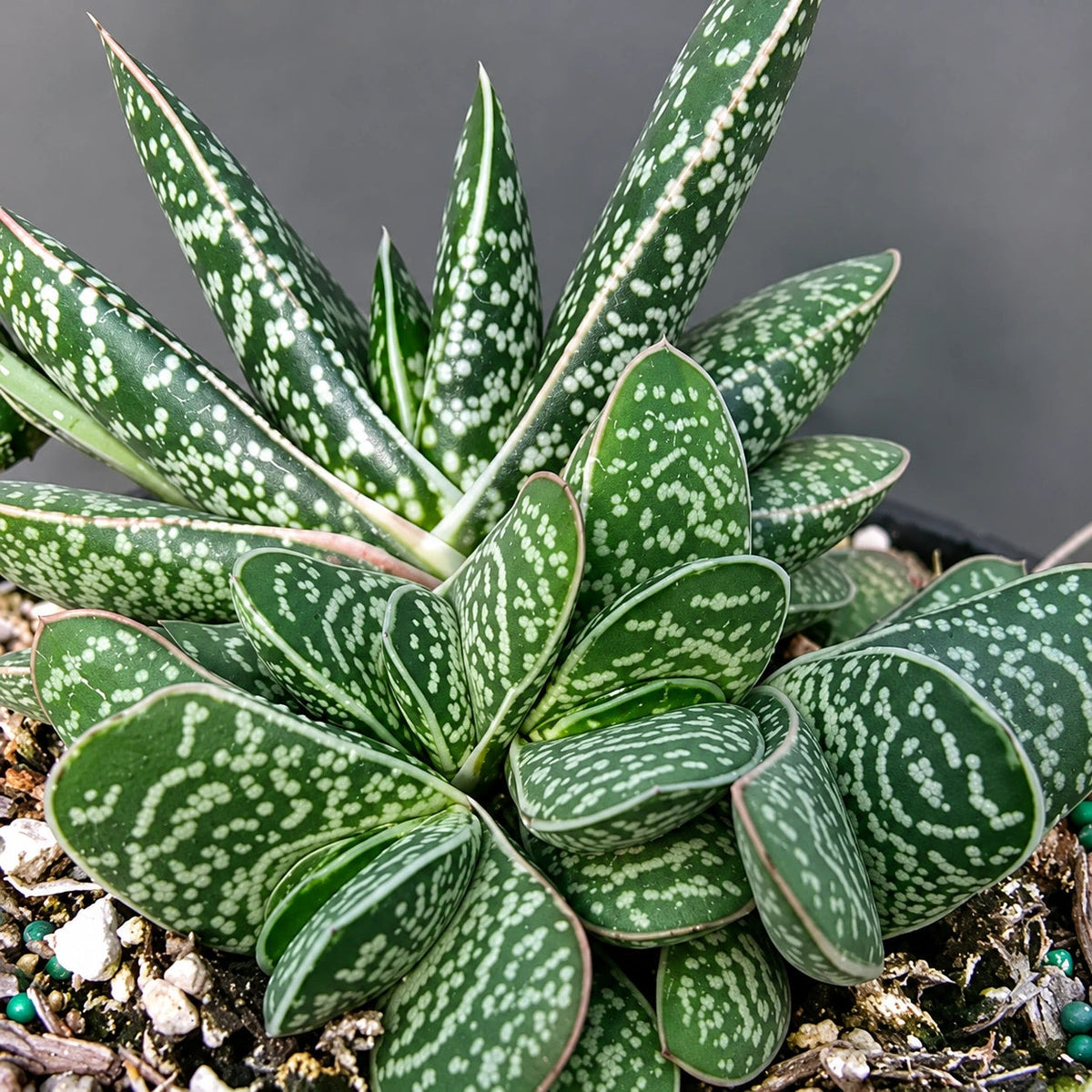 Gasteria Care