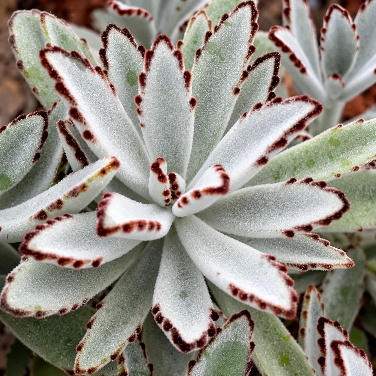 Kalanchoe Care
