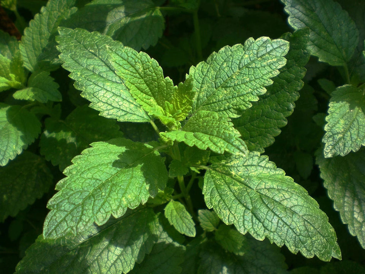 How to Grow Lemon Balm