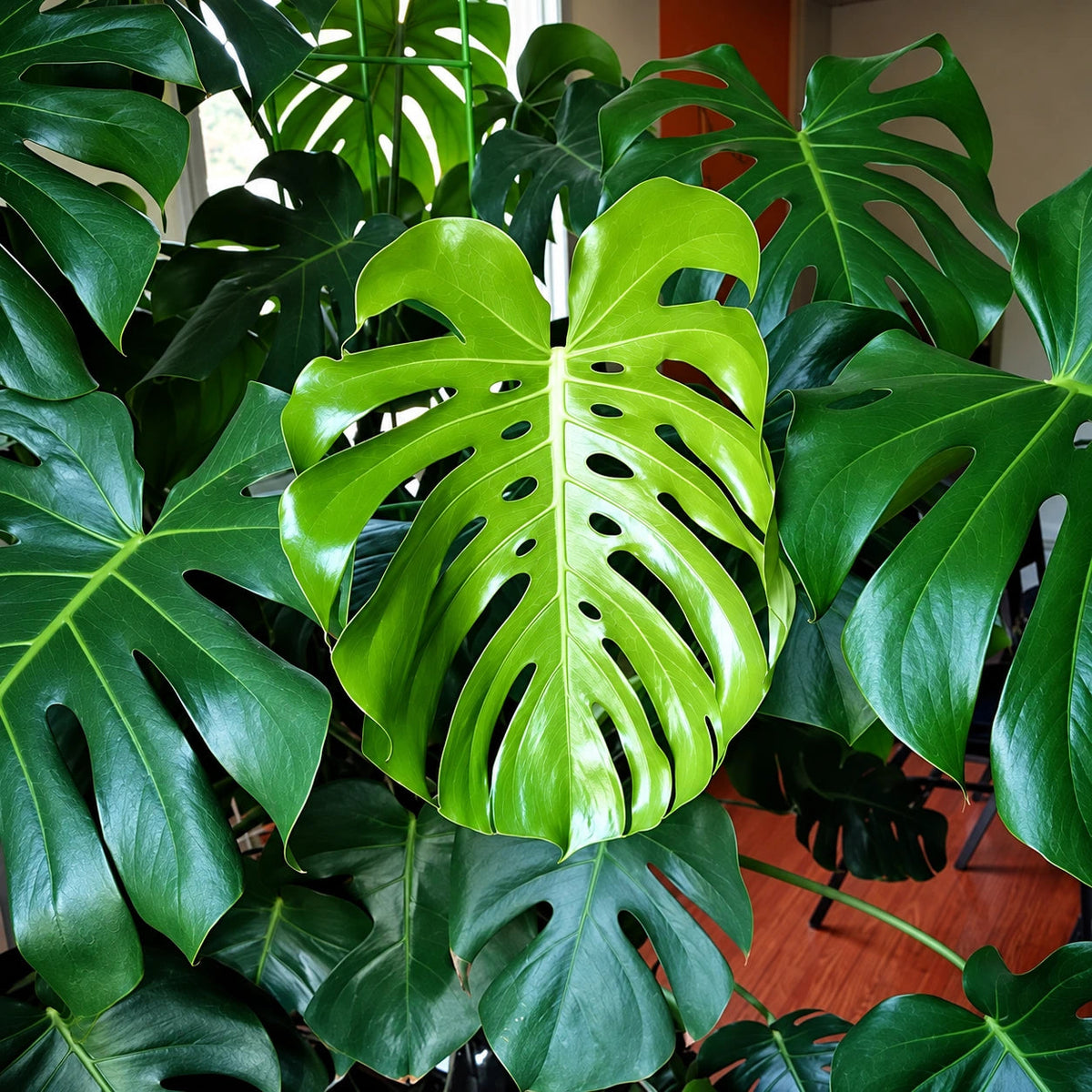Monstera Care